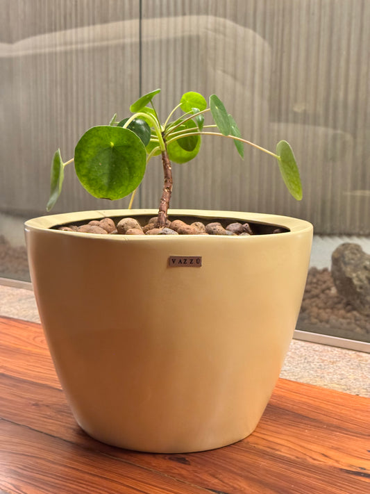 Vaso Alecrim