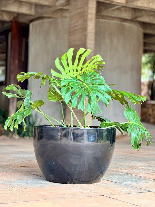 Big Bowl