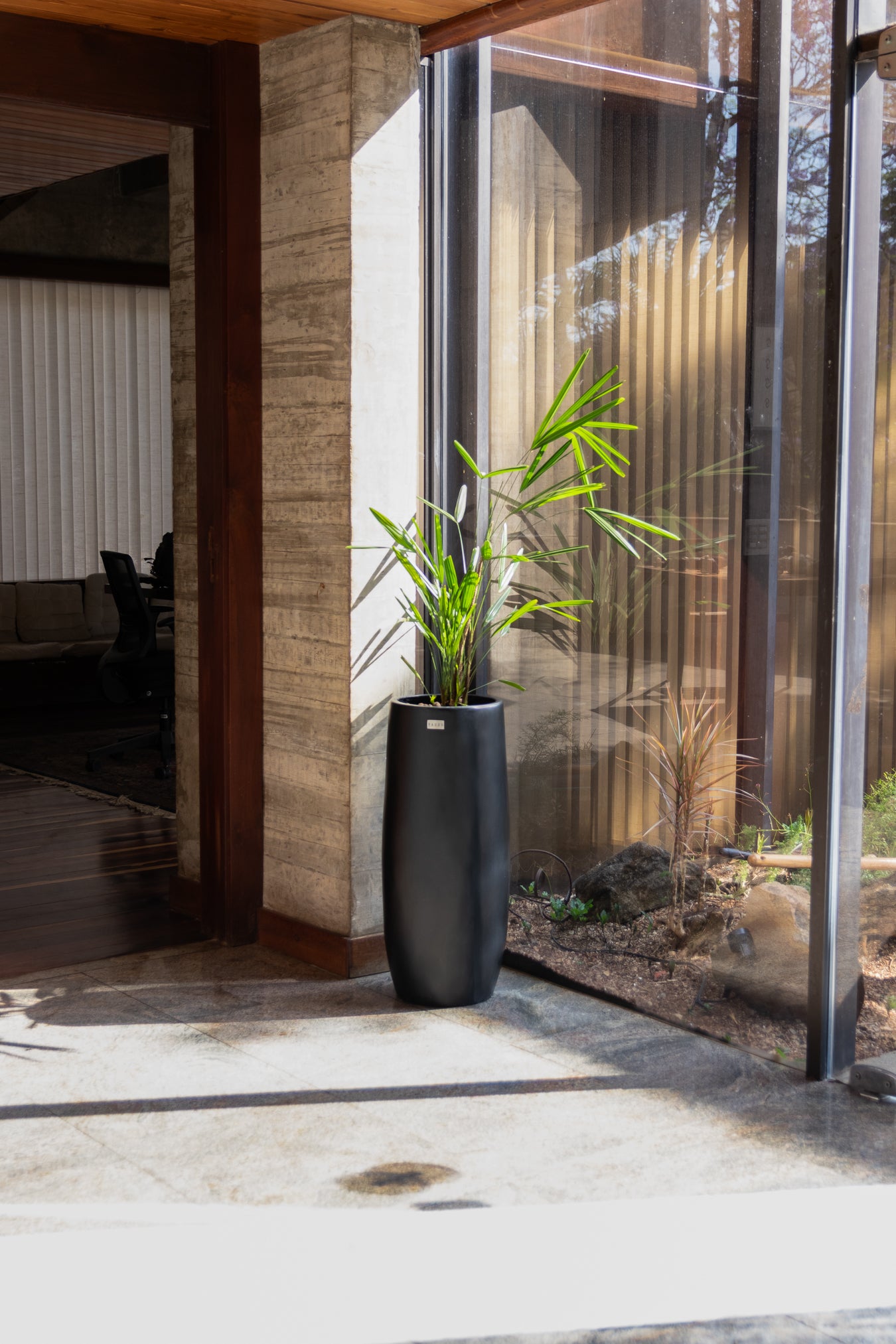 Vaso Ficus