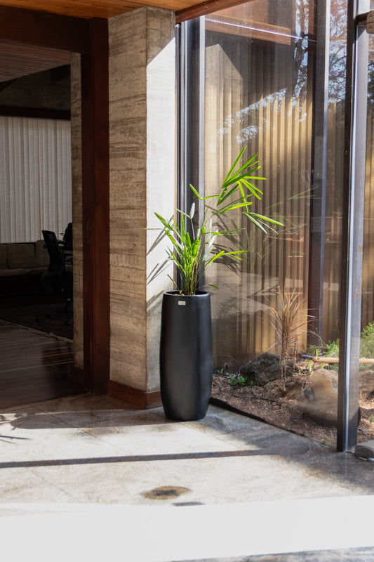 Vaso Ficus